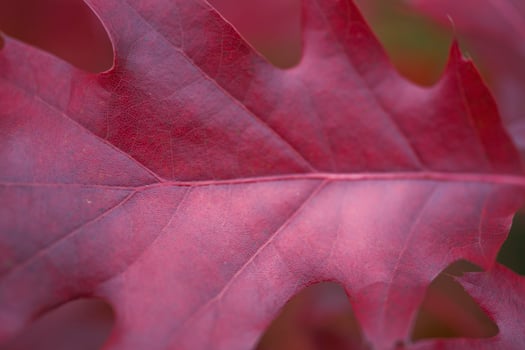 autumn leaf background photo
