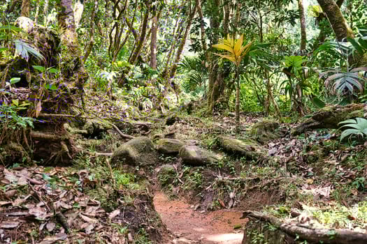 Morn blanc nature trail, footpath of the nature trail, Mahe Seychelles photo
