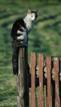 I'm looking after photo