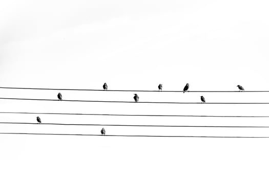 wild black big birds sitting on a high voltage line on white isolated background photo