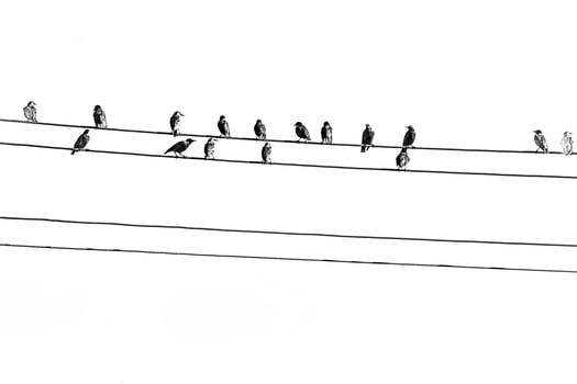 wild black big birds sitting on a high voltage line on white isolated background photo