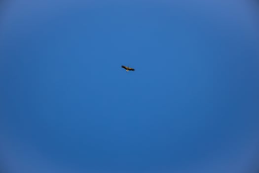 free wild black and white stork in flight against the background of the springtime cloudless blue sky photo