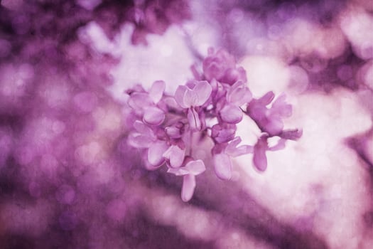 beautiful violet blooming Jacaranda tree on a warm spring day in Spain photo