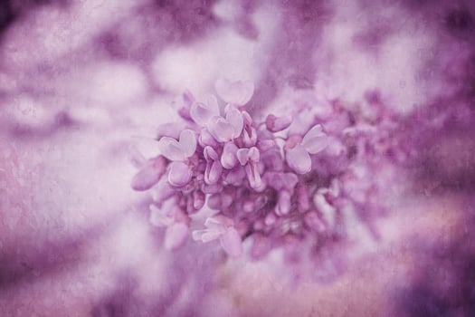 beautiful violet blooming Jacaranda tree on a warm spring day in Spain photo