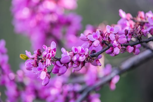 beautiful violet blooming Jacaranda tree on a warm spring day in Spain photo