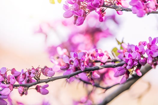 beautiful violet blooming Jacaranda tree on a warm spring day in Spain photo