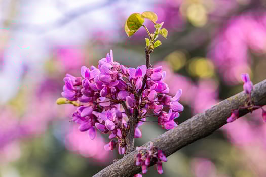 beautiful violet blooming Jacaranda tree on a warm spring day in Spain photo