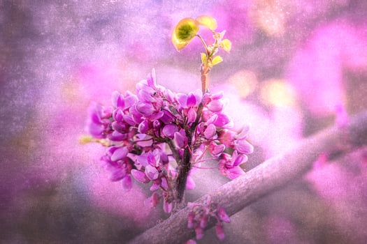 beautiful violet blooming Jacaranda tree on a warm spring day in Spain photo