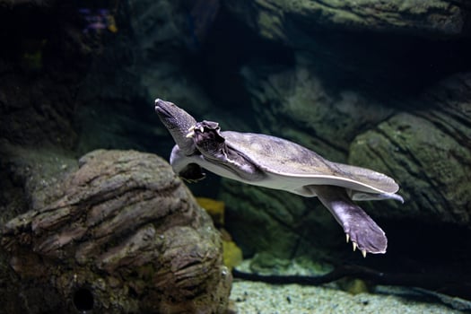 animal reptile turtle swimming in a zoo aquarium in close-up photo
