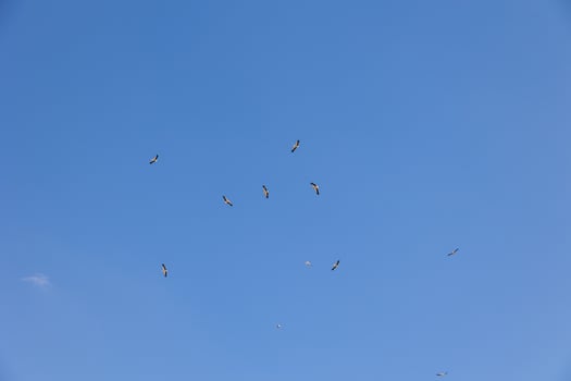 blue sky background with flying black and white stork bird photo