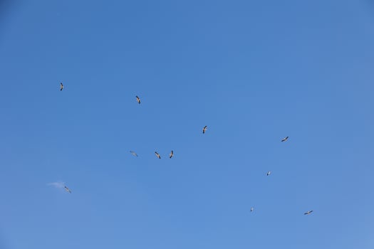 blue sky background with flying black and white stork bird photo