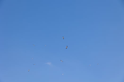blue sky background with flying black and white stork bird photo