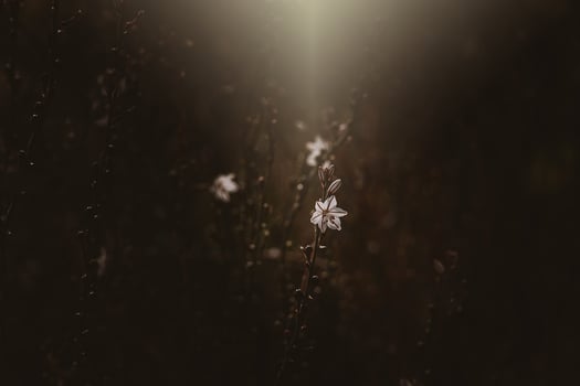 summer white field flower in the rays of the sun on the lawn photo