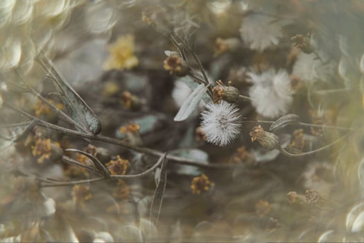 beautiful little delicate autumn flowers in the garden on a background with bokeh photo