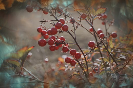 red ornamental fruits on the vine in autumn day in sunset and bokeh light photo