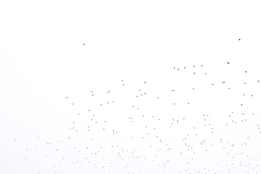background flock of black birds in the sky isolated texture for artwork photo