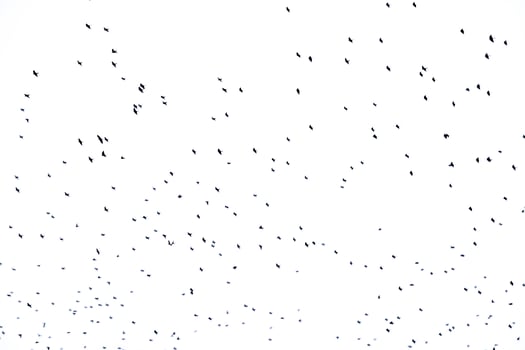 background flock of black birds in the sky isolated texture for artwork photo