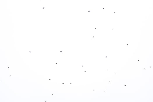 background flock of black birds in the sky isolated texture for artwork photo