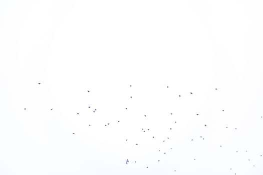background flock of black birds in the sky isolated texture for artwork photo
