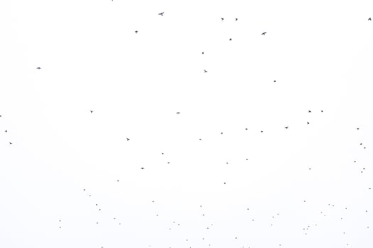 background flock of black birds in the sky isolated texture for artwork photo