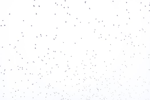 background flock of black birds in the sky isolated texture for artwork photo