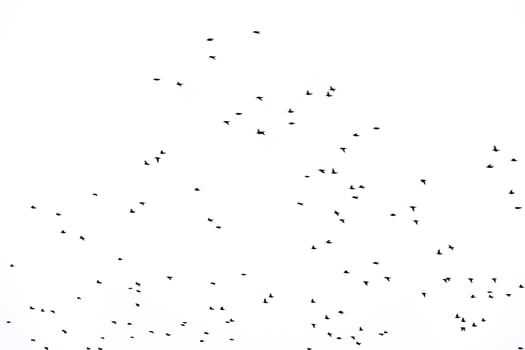 background flock of black birds in the sky isolated texture for artwork photo