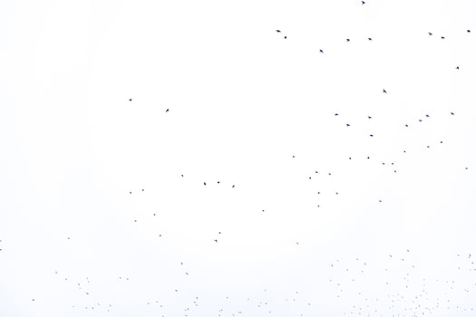 background flock of black birds in the sky isolated texture for artwork photo