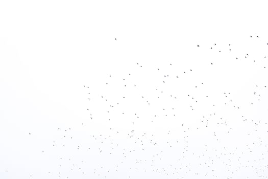 background flock of black birds in the sky isolated texture for artwork photo