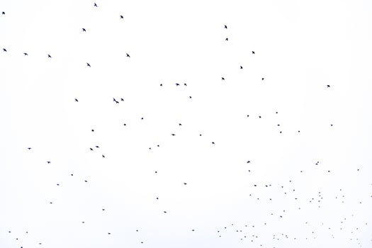 background flock of black birds in the sky isolated texture for artwork photo