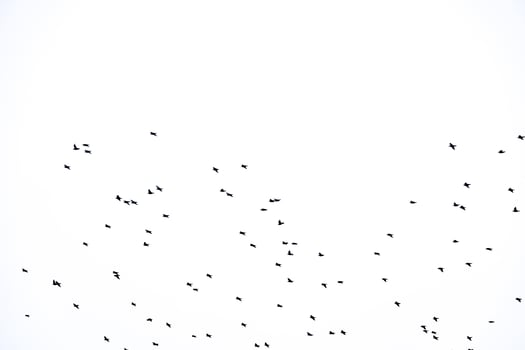 background flock of black birds in the sky isolated texture for artwork photo