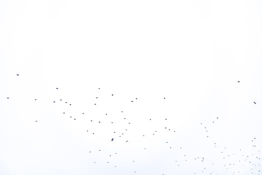 background flock of black birds in the sky isolated texture for artwork photo