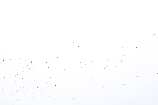 background flock of black birds in the sky isolated texture for artwork photo