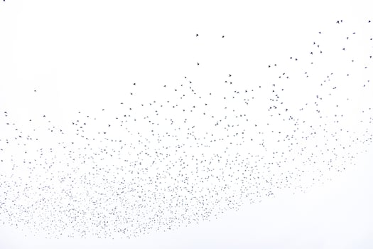 background flock of black birds in the sky isolated texture for artwork photo