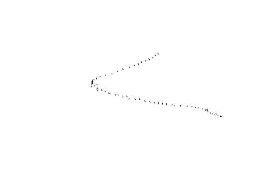 background  flock of black birds in the sky on a white background texture for artwork photo