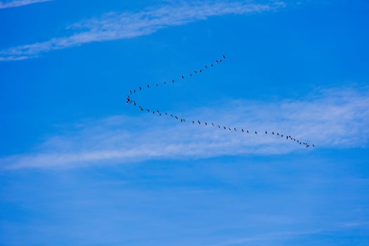 background  flock of black birds in the sky on a white background texture for artwork photo