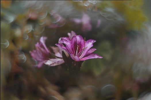 curious flowering spring tree with big flowers and bokeh photo