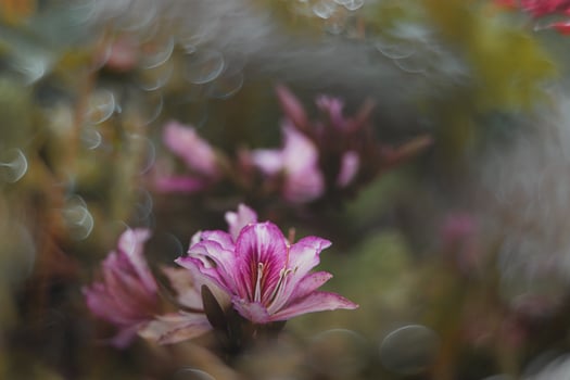 curious flowering spring tree with big flowers and bokeh photo