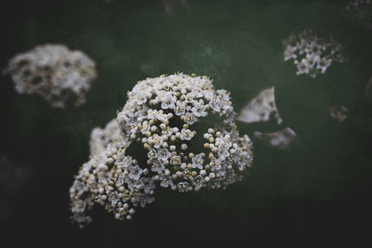 white flower on the bush over green background in close-up in a natural environment spring day photo