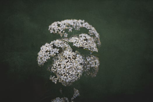 white flower on the bush over green background in close-up in a natural environment spring day photo