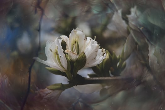curious flowering spring tree with big flowers and bokeh photo