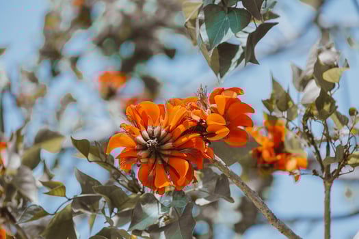 blooming orange exotic tree flowers closeup photo