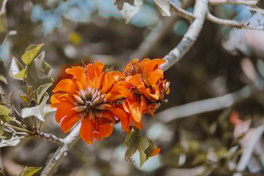 blooming orange exotic tree flowers closeup photo