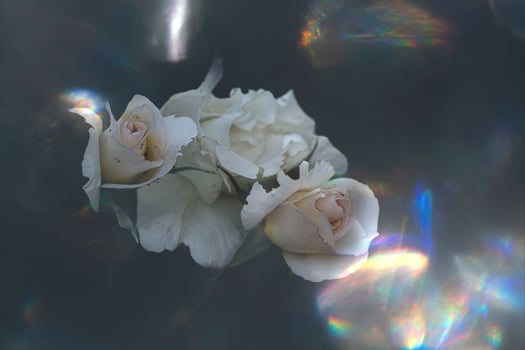 beautiful white delicate rose on a dark background closeup photo