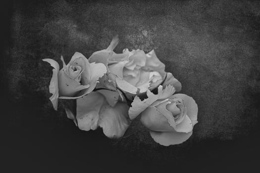 beautiful white delicate rose on a dark background closeup photo