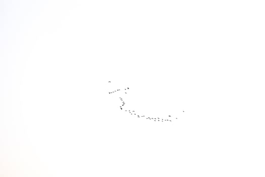 black bird key flying in the sky against a white background photo