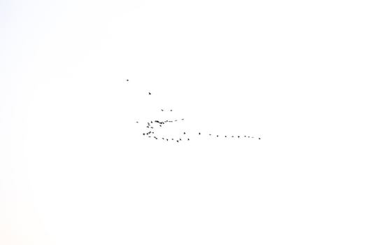 black bird key flying in the sky against a white background photo