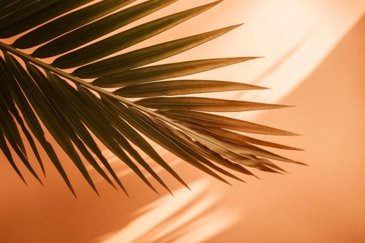 Palm tree sunny background. Illustration photo
