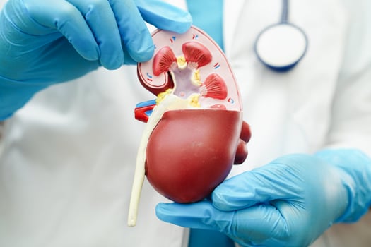 Chronic kidney disease, doctor holding model for treatment urinary system, urology, Estimated glomerular filtration rate eGFR. photo