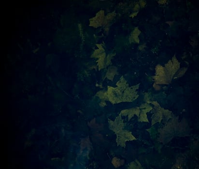 dark background with autumn green leaves photo