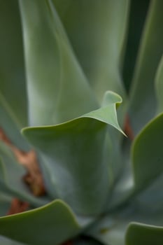 green exotic cactus plant in closeup creating an interesting background photo